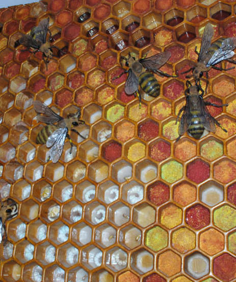 Panal y miel en Museo de la Miel
